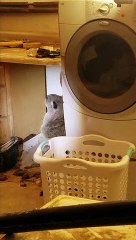 Heart-stopping moment California man finds mountain lion in his garage