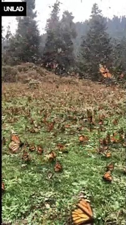 Cette vidéo des centaines des papillons monarques est magnifique