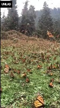 Cette vidéo des centaines des papillons monarques est magnifique