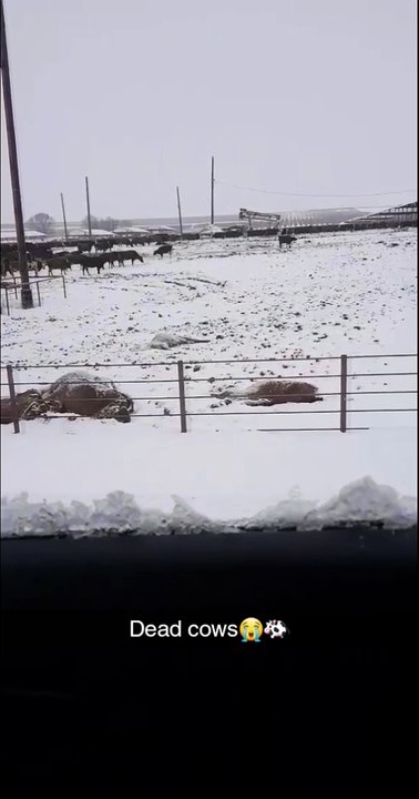 Extreme Cold Causes Tragedy for Cows
