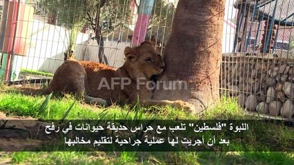 "فلسطين" لبوة أليفة تلاعب الأطفال في حديقة حيوانات في غزة