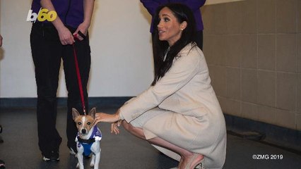 The 'Markle Effect' Even Works on Dogs
