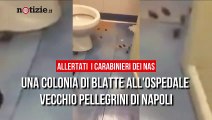 Napoli, nuovo caso di malasanità: “Invasione di blatte al Vecchio Pellegrini” | Notizie.it