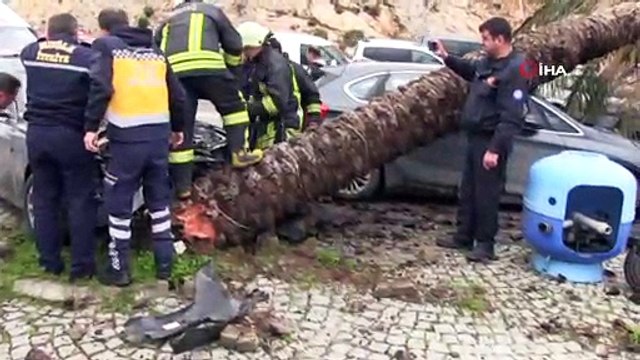 Araca çarpmamak için palmiye ağacına çarptı, yıkılan ağaç başka bir otomobili hurdaya çevirdi