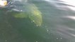 Ces pecheurs s'amusent à attirer un grand requin blanc avec du poisson - Jacksonville, FL