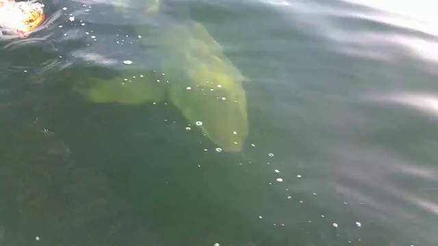 Ces pecheurs s'amusent à attirer un grand requin blanc avec du poisson - Jacksonville, FL