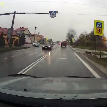 Un chien bien dressé attend au passage piéton pour traverser...