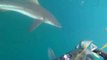 Ce plongeur tombe nez-à-nez avec un requin qui veut lui voler sa prise