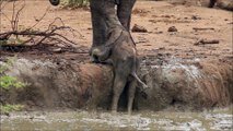 Cette maman éléphant tente de sortir son petit coincé dans une marre... Emouvant