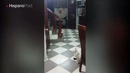 Gato rescató a su amigo que se quedó atrapado en un baño de la casa