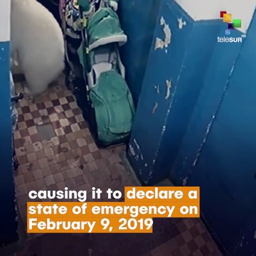 Hungry Polar Bears Invade Russian Village