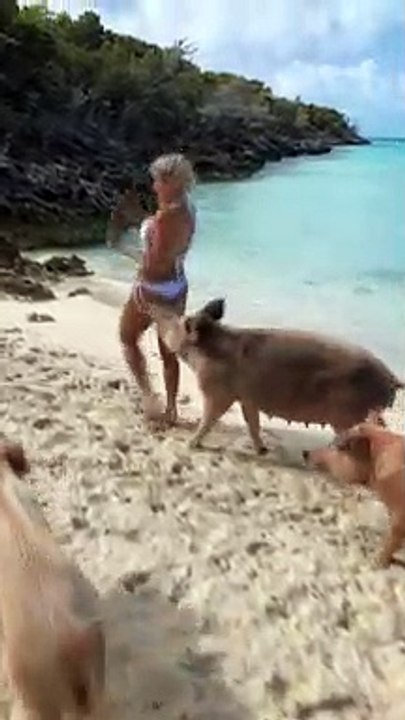 Pig Leaves a Mark on a Model