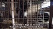 Hundreds of dogs destined for slaughterhouse rescued in S.Korea