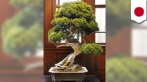 Bonsai langka berusia 400 tahun dicuri, pemilik sedih minta pencuri merawat - TomoNews