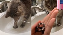 Kucing ini mengambil cincin yang ada dalam wastafel selama sebulan - TomoNews