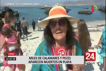 Chile: conmoción por miles de sepias muertas en la costa