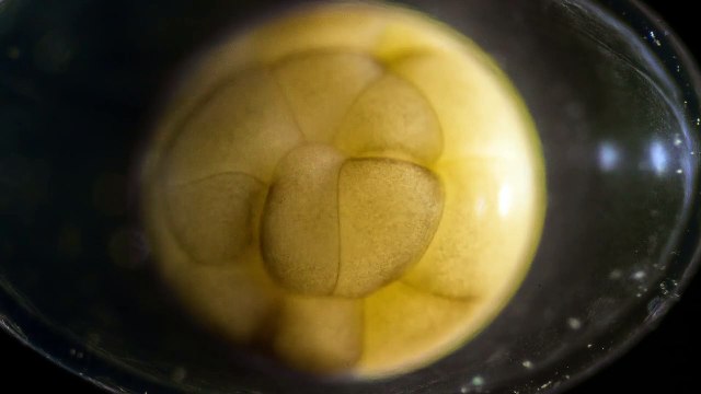 Becoming, le court-métrage sur la genèse d’un animal