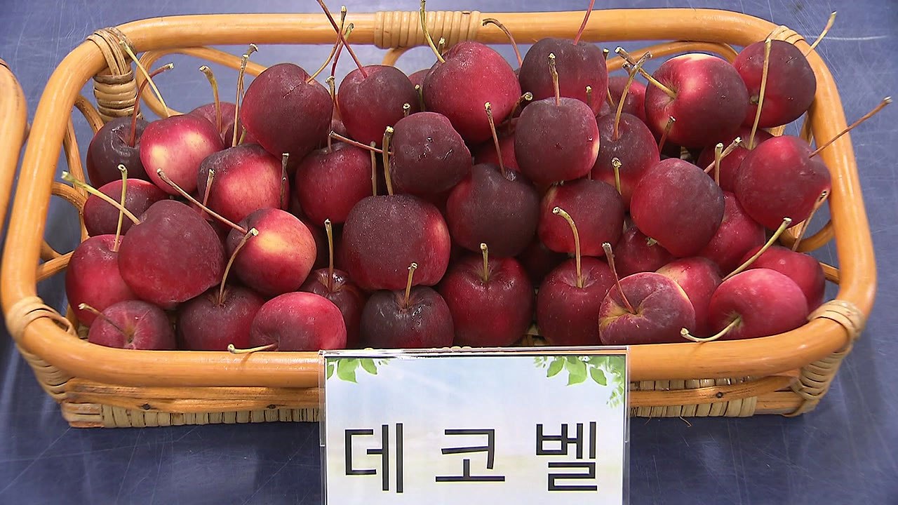 [녹색] 작고 맛있는 새 품종 사과 본격 보급 / YTN