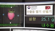 [녹색] 수출용 딸기 선별하는 자동선별기 개발 / YTN