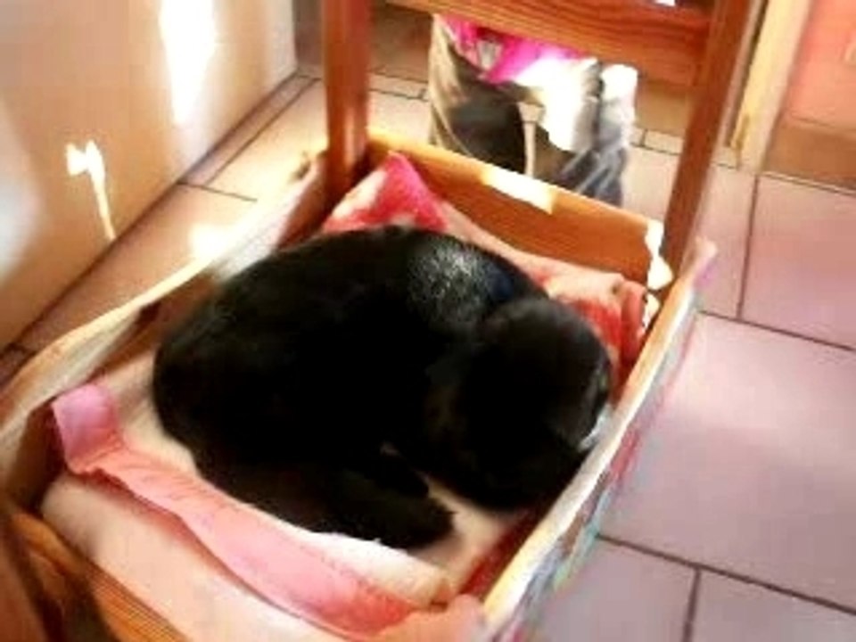 Llewelyn promène Yuni