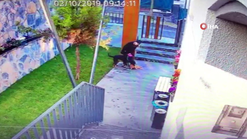 Kopegi Kediyi Parcalarken Izledi Oldurunce Kediyi Cope Atti Dailymotion Video