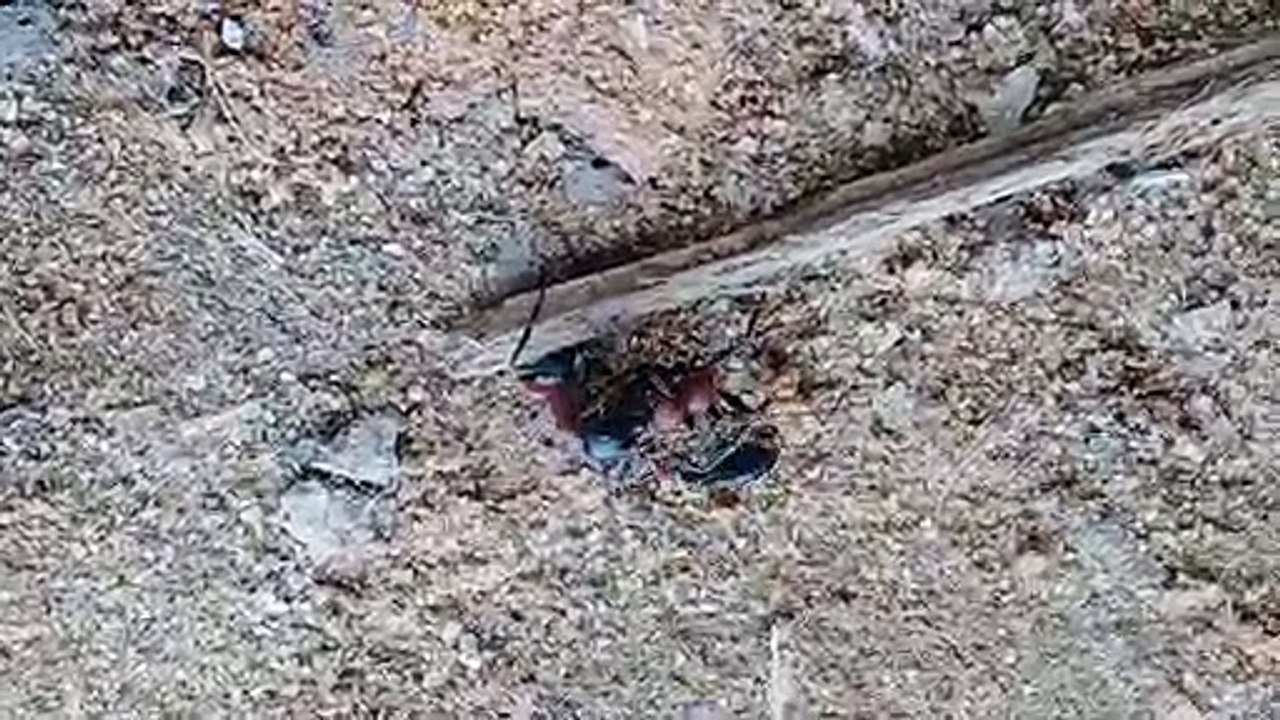 Ant Fight - these are massive ants!