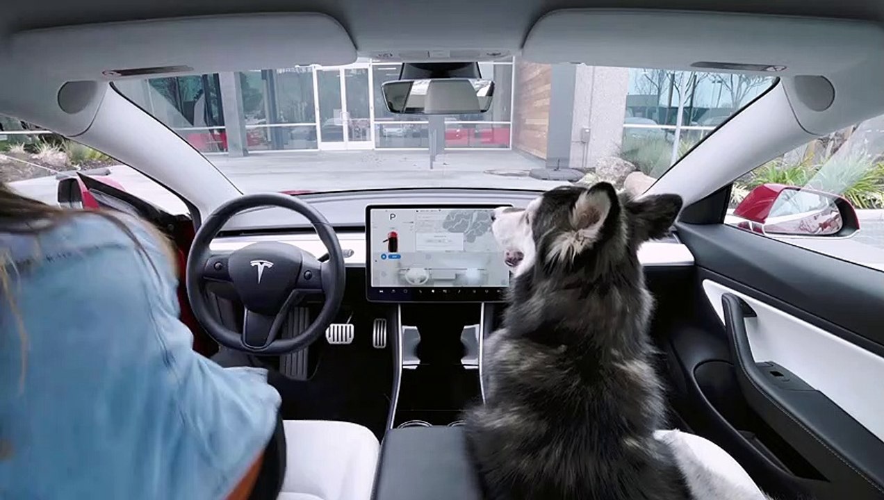 Introducing Dog Mode (1080p)