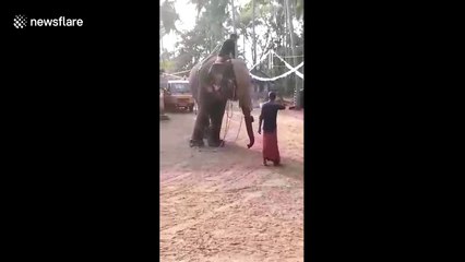 'Agitated' elephant sends mahout to the ground during training session