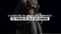 La communication chez les chimpanzés suit les règles de la linguistique humaine