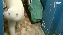 Ursos polares famintos invadem residências na Rússia