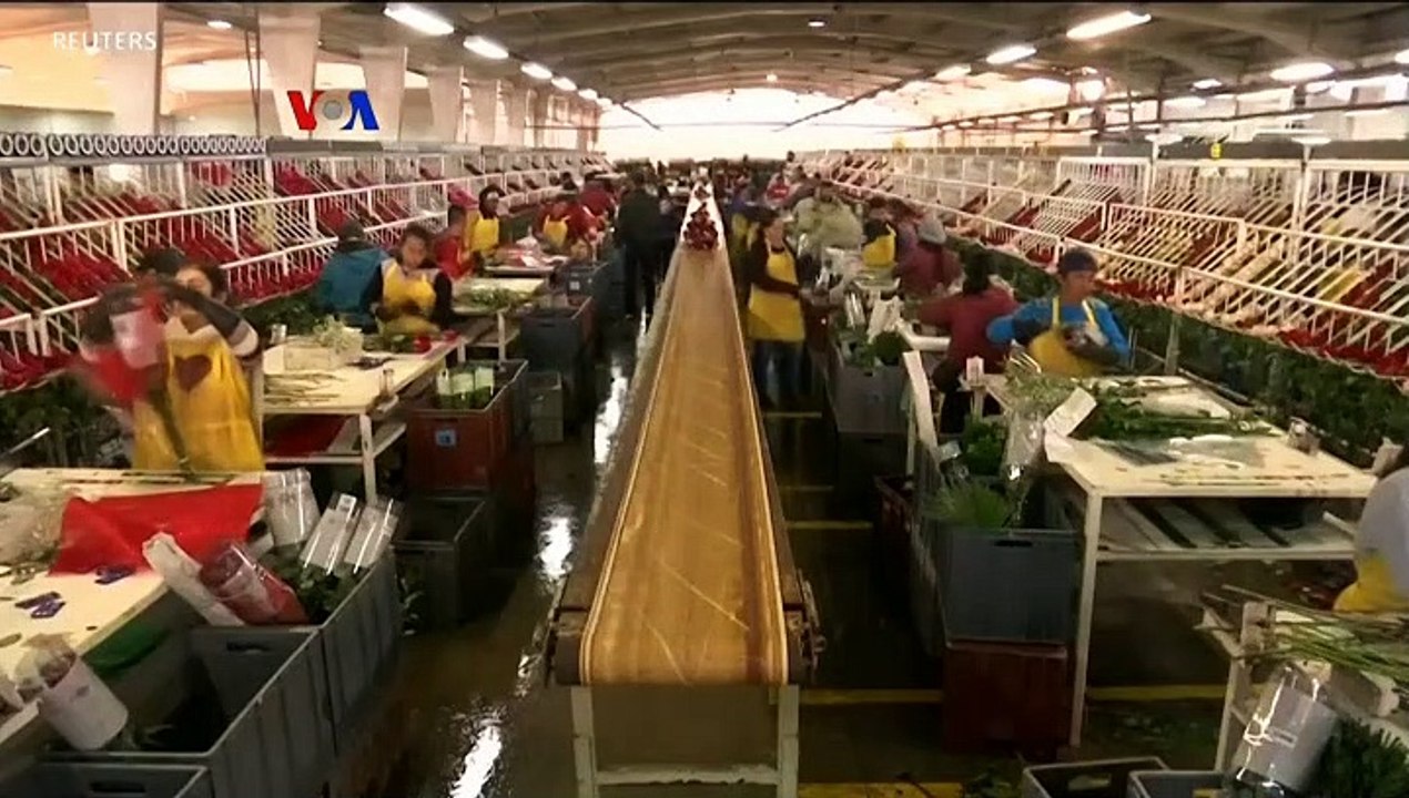 Impor Mawar untuk Valentine Tak Terdampak Shutdown