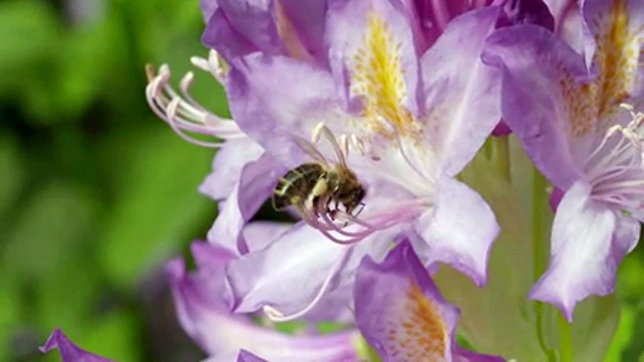 Bee on Flower