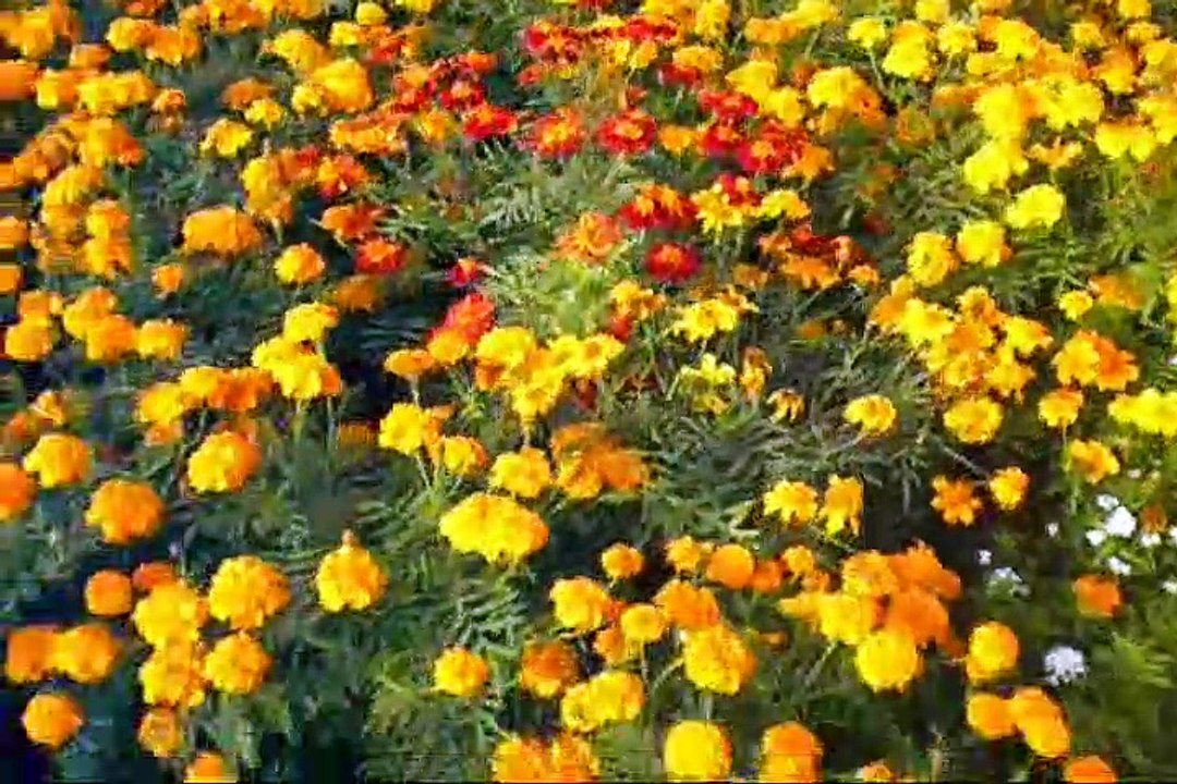 BEAUTIFUL FLOWERS IN FULL BLOOM-SPRING HAS ARRIVED