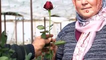- Güllerin içinde Sevgililer Günü kutlaması- Gül üreticileri Sevgililer Günü'nü kutluyor