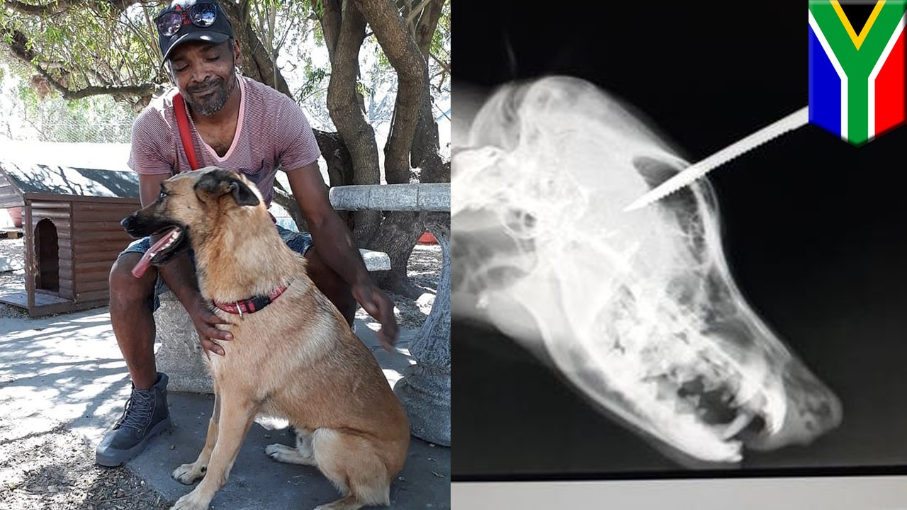 護主忠犬遭尖刀穿顱 命大存活