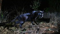 Des photos extrêmement rares d'un léopard noir capturées au Kenya