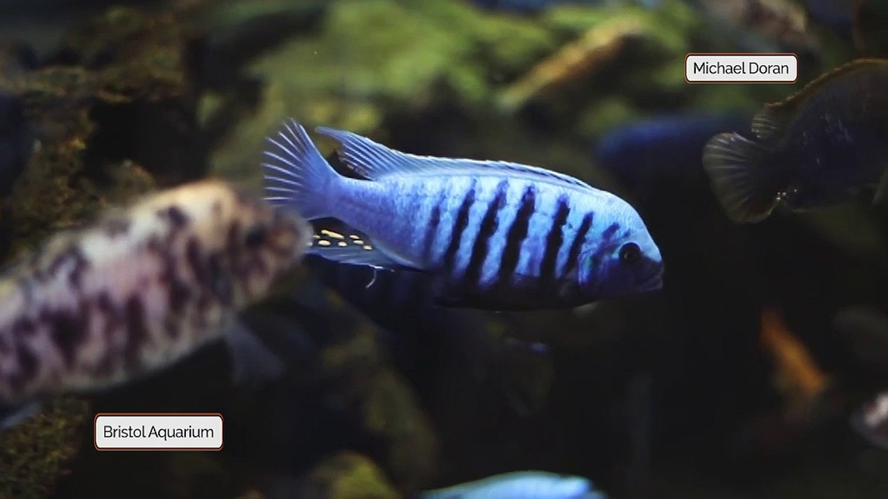 Bristol's Colourful Aquarium!
