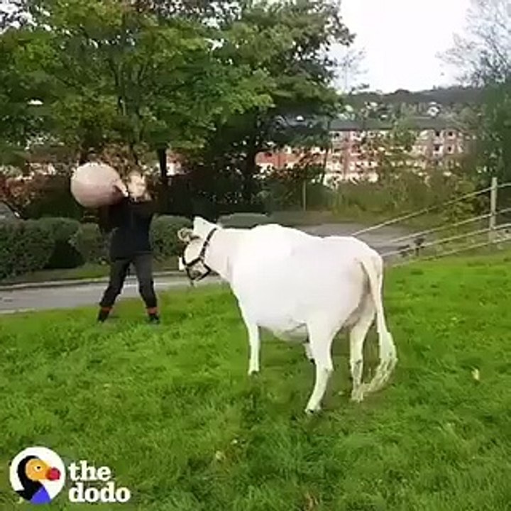 La vache se considère comme un chien.