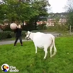 La vache se considère comme un chien.