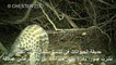 حديقة بريطانية تنشر صورا نادرة لحيوانات آكل نمل حرشفي عملاقة