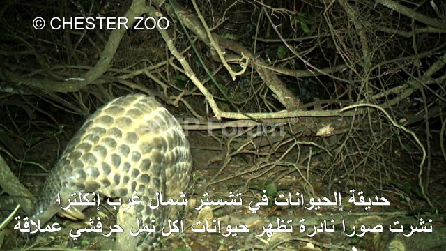 حديقة بريطانية تنشر صورا نادرة لحيوانات آكل نمل حرشفي عملاقة