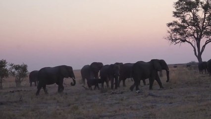 Un éléphant charge un groupe de touristes et fait un blessé