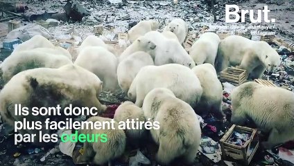 Des ours polaires envahissent les zones habitées d’un archipel russe