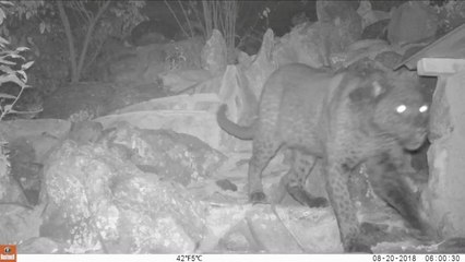 Elusive black leopards captured on camera in Kenya