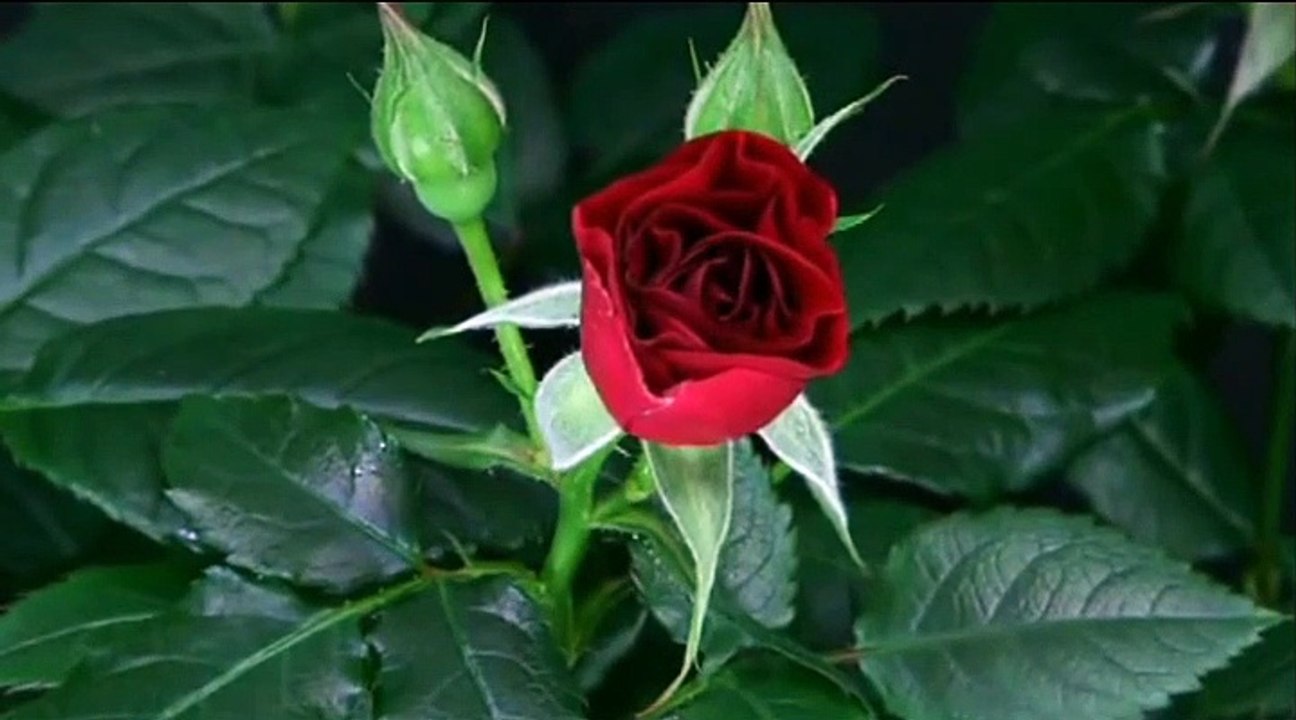 Watch the beauty of the flower blooming