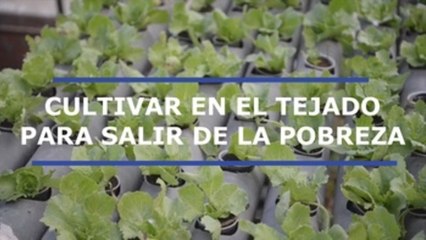 Cultivar en los tejados para salir de la pobreza