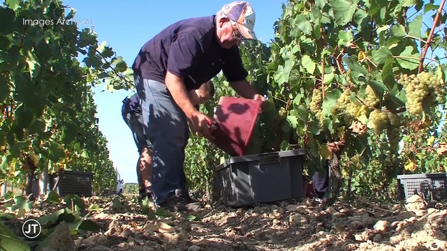 Le journal - 14/02/2019 - Le succès du vin ligérien aux Etats-Unis