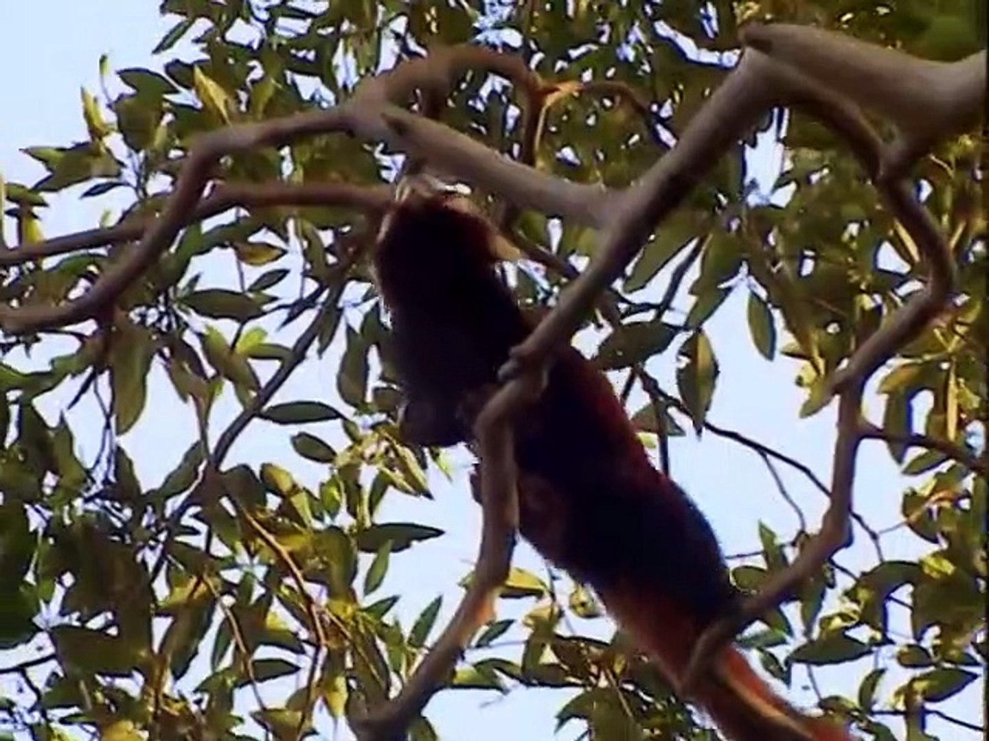 ⁣Wild China Pandas - Living With Giants  (Panda Documentary)