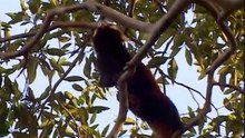Wild China Pandas - Living With Giants  (Panda Documentary)