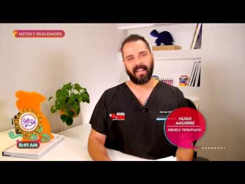 Mitos y Realidades sobre tus mascotas: hurones, perros, gatos y más | Sale el Sol